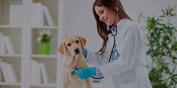 Una abre concurso para curso de medicina veterinária da pós-graduação.